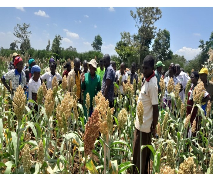 Shalem Agricultural Value Chain